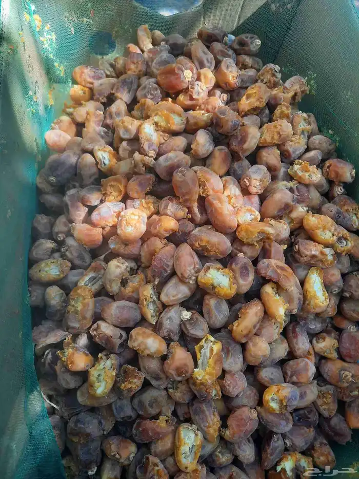 سلام عليكم ورحمة الله 1