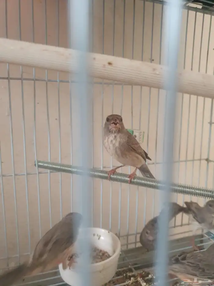 طيور الحسون المغرد 4