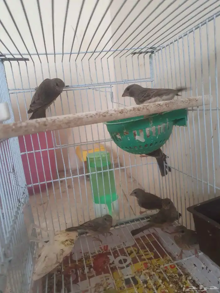 طيور الحسون المغرد 10