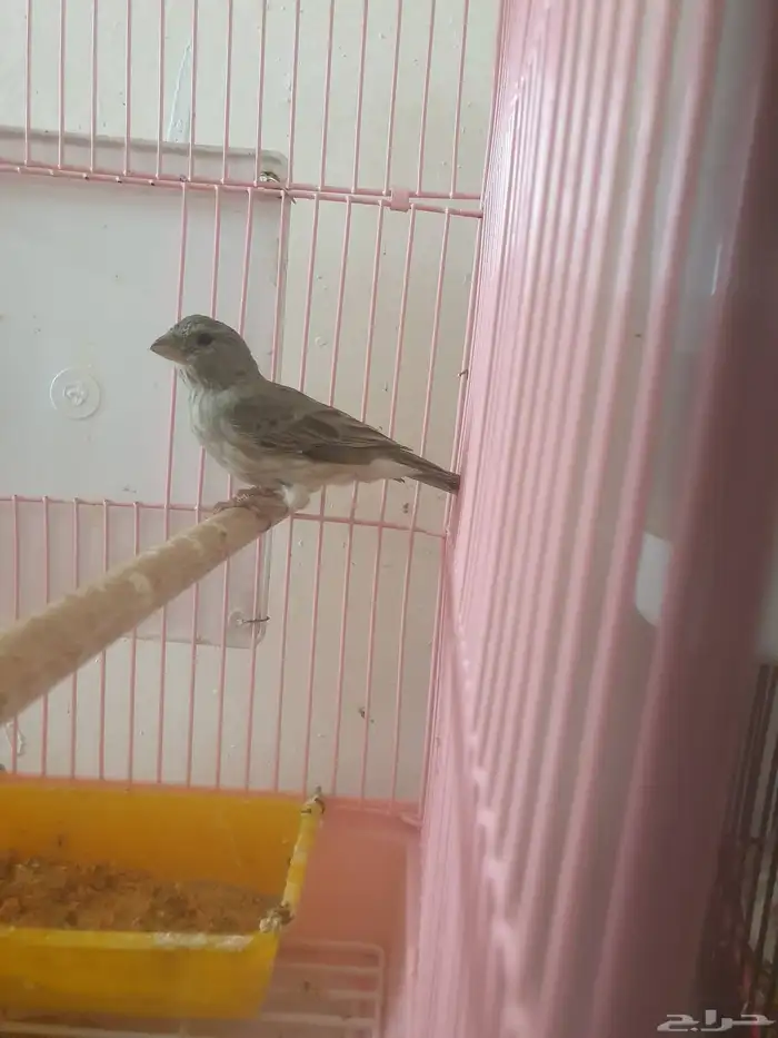 مجموعه حسونات 3
