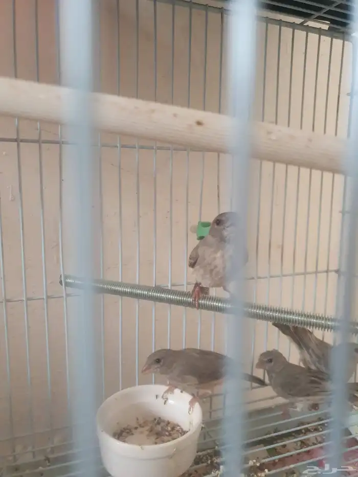 طيور الحسون المغرد 5