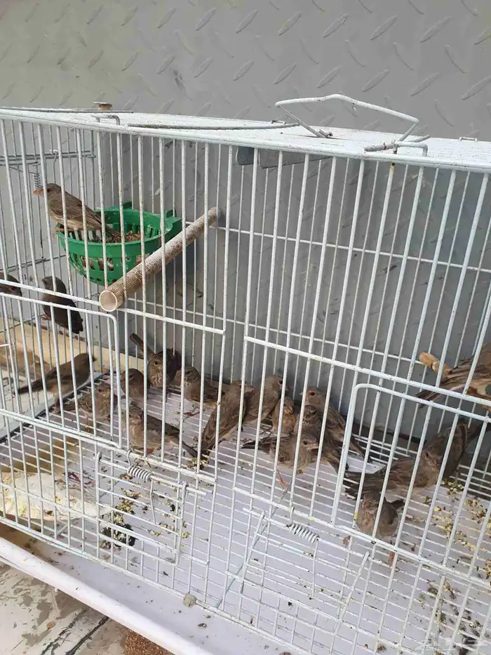 طيور الحسون المغرد 9