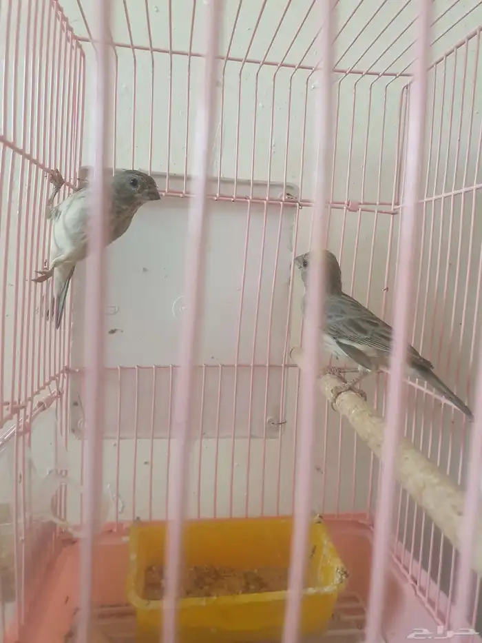 طيور الحسون المغرد 7