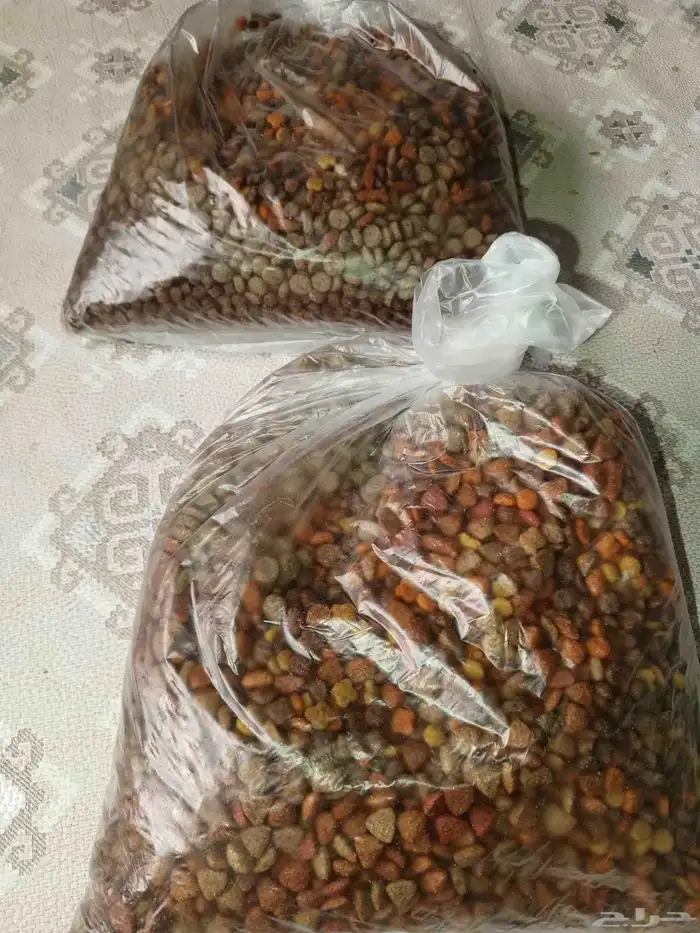 قطط قطه هملايا 3