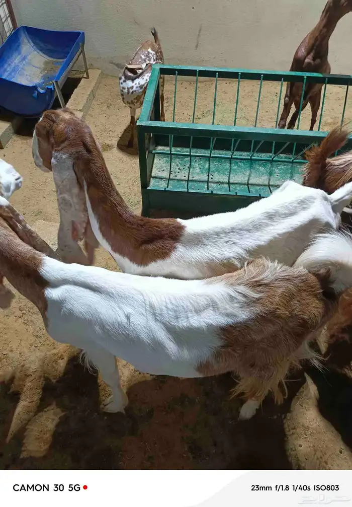 ماعز هولندي صافي 2