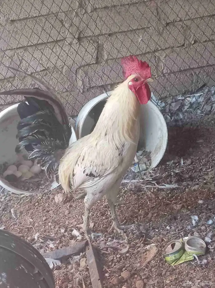 ديك للبيع 4