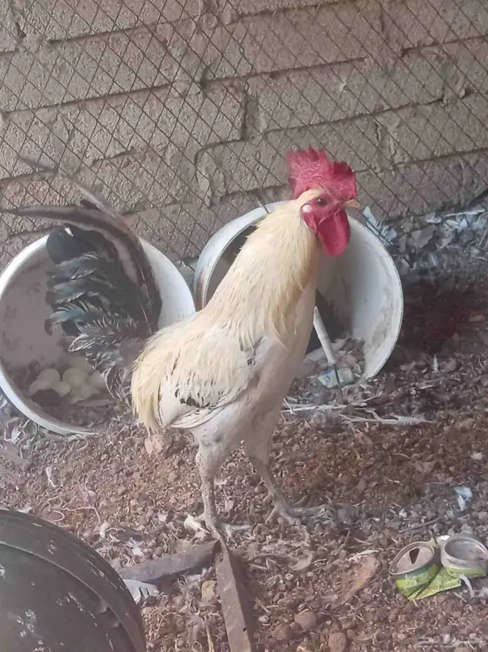 ديك للبيع 3