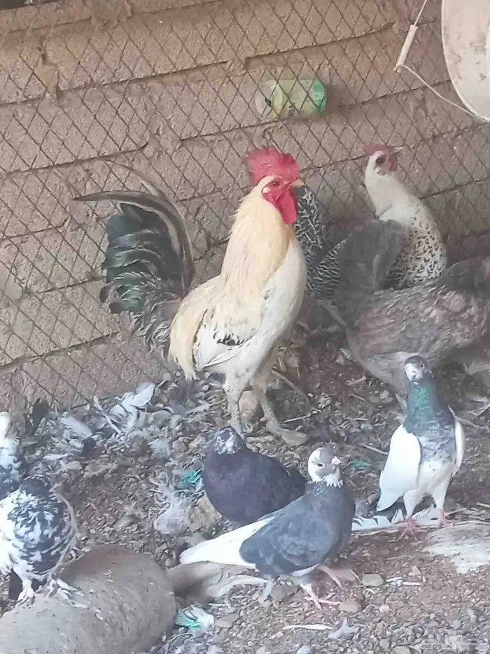 ديك للبيع 2