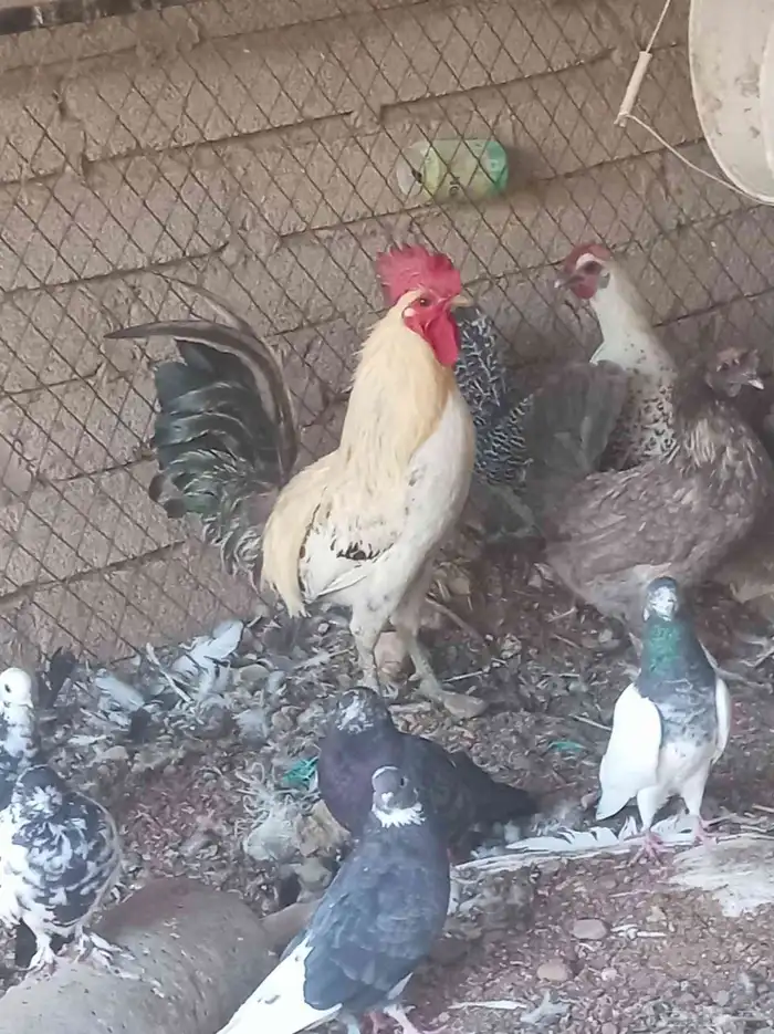 ديك للبيع 1
