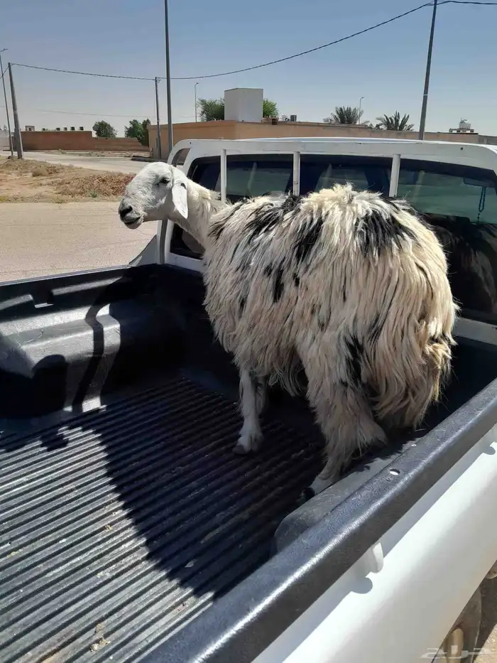 شاة نجدية للبيع 0