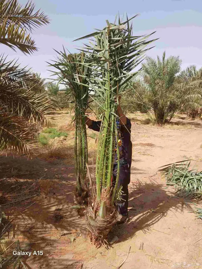 مشاءالله تبارك الله نخل طيب مثمر وزينه 1