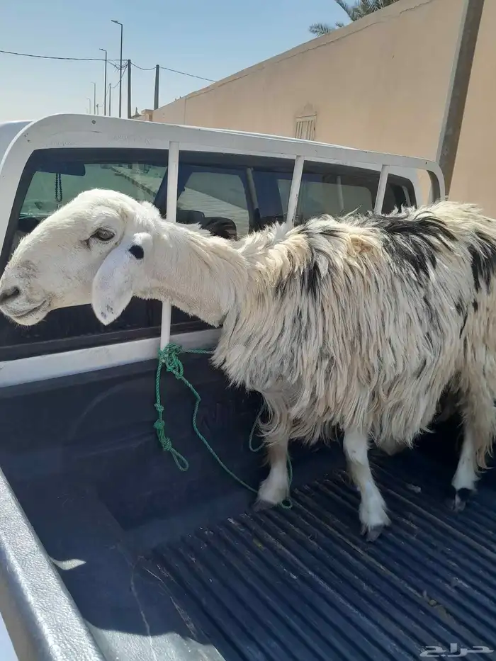 شاة نجدية للبيع 2