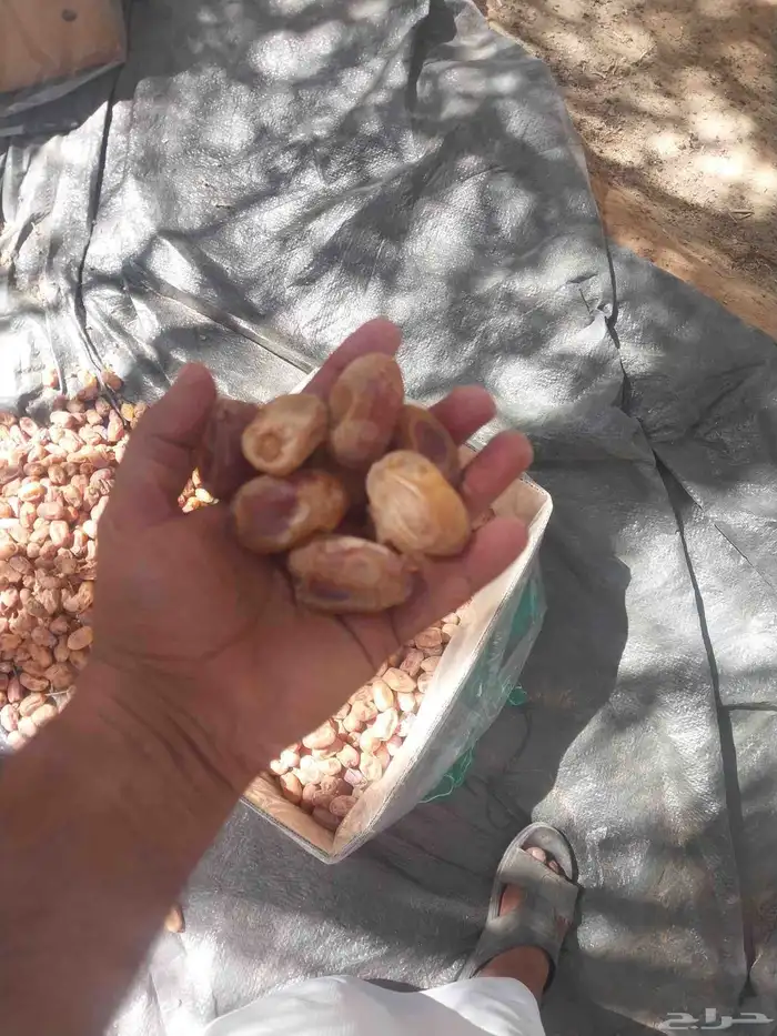 يوجد لدينا تمور خلاص 0