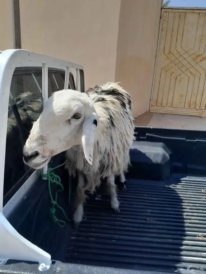 شاة نجدية للبيع 1