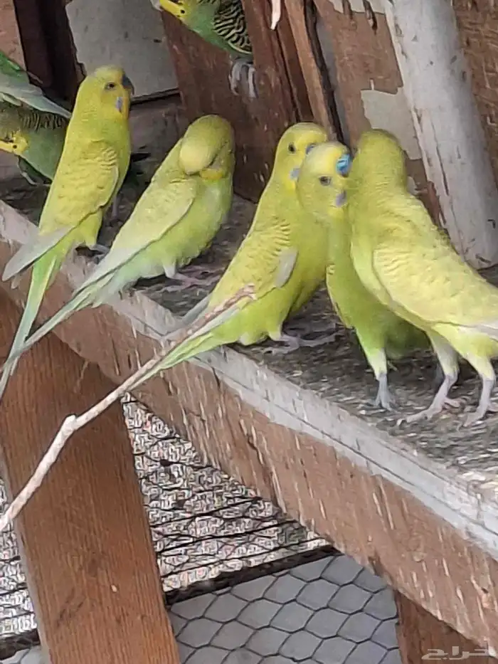 اجواز حب منتجه وفي منهم بال فالو طفرات 3