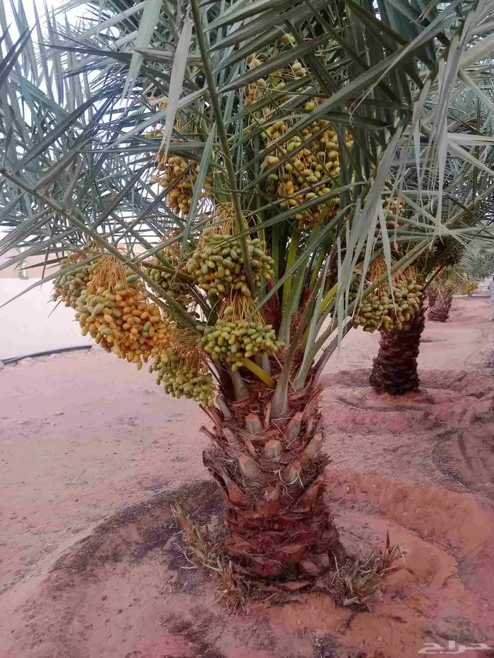 فسائل صقعي مجدول إخلاص 4