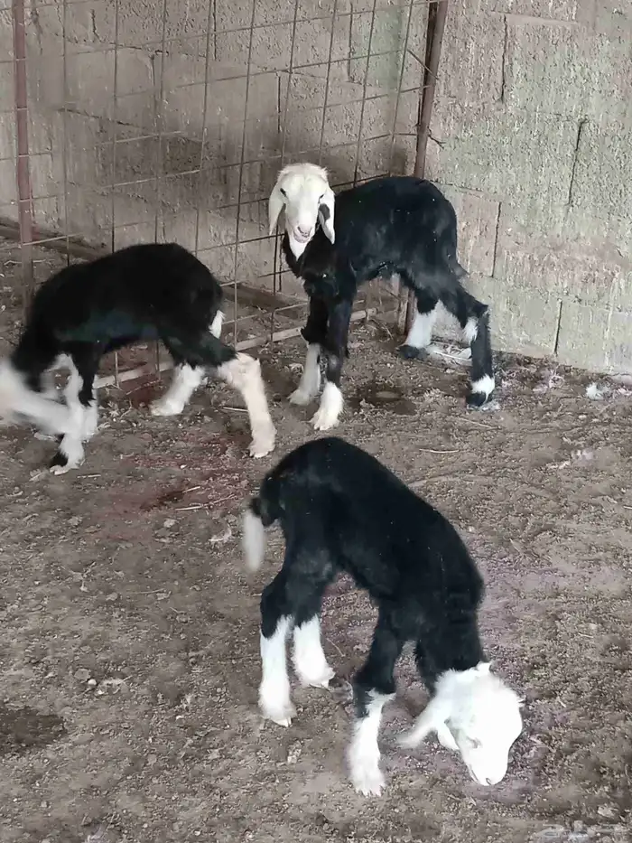 دواقير العمر سبوع نجد رخال 2 وخاروف 1 سليمات من جميع 2