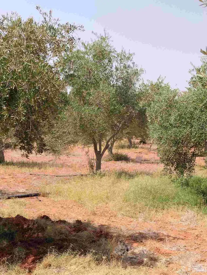 اشجر زيتون مثمر يوجد لدينا جميع الشجار الزيتون 4