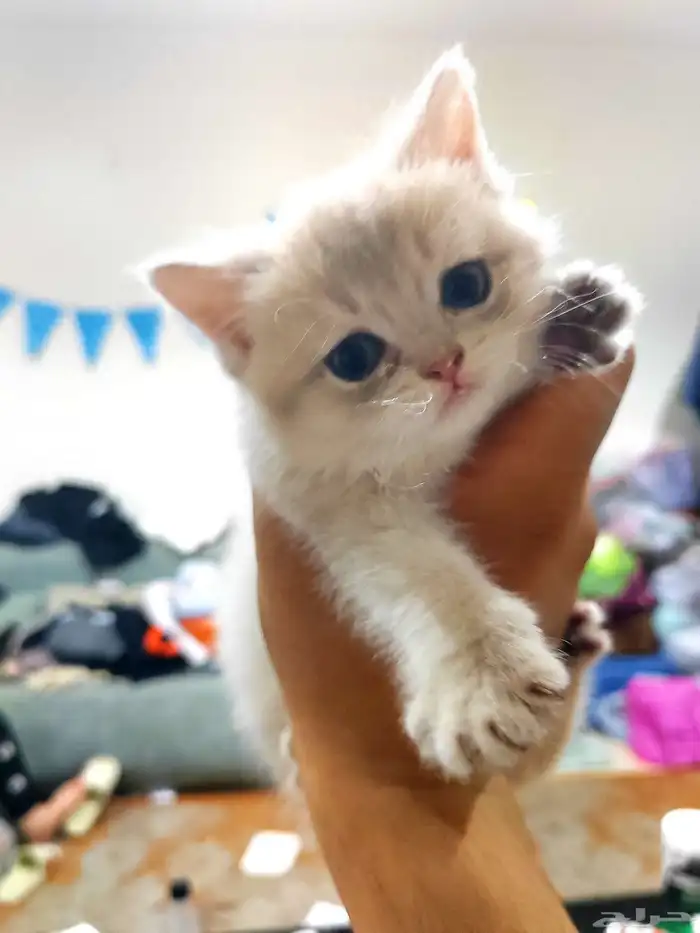 كينن اسكوتش 0