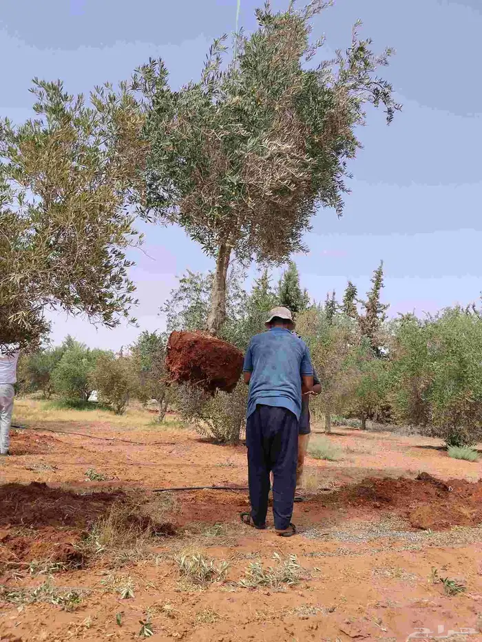 اشجر زيتون مثمر يوجد لدينا جميع الشجار الزيتون 2