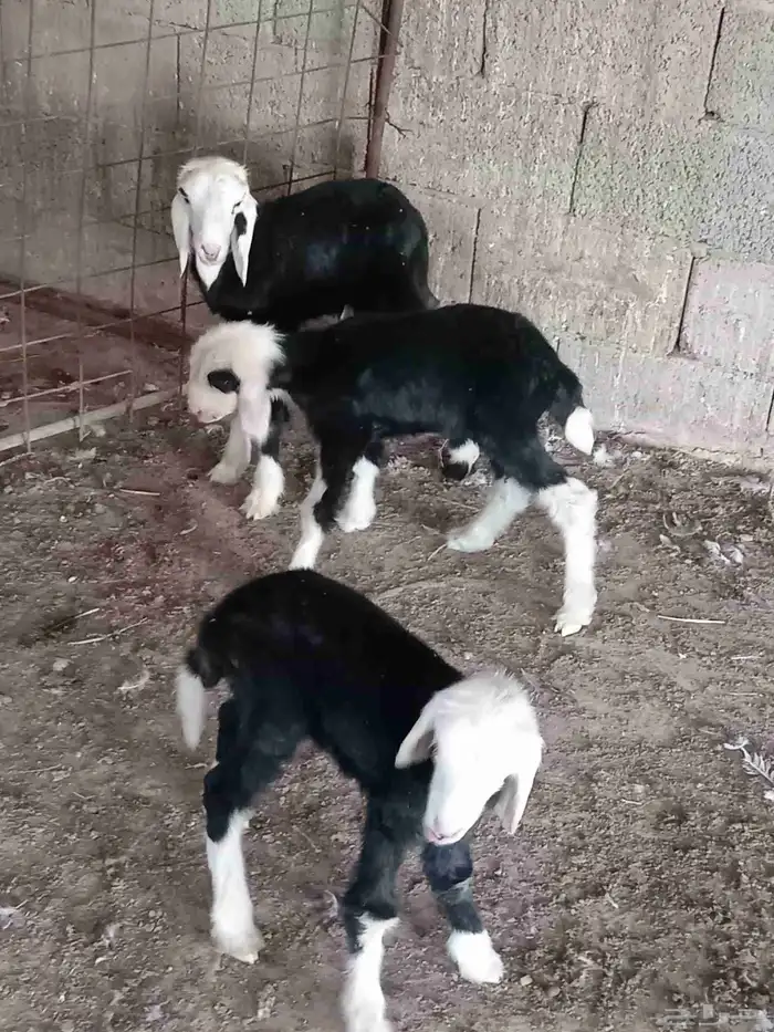 دواقير العمر سبوع نجد رخال 2 وخاروف 1 سليمات من جميع 1