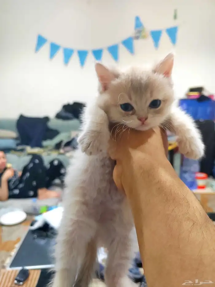 كينن اسكوتش 2