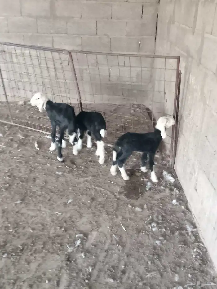 دواقير العمر سبوع نجد رخال 2 وخاروف 1 سليمات من جميع 0