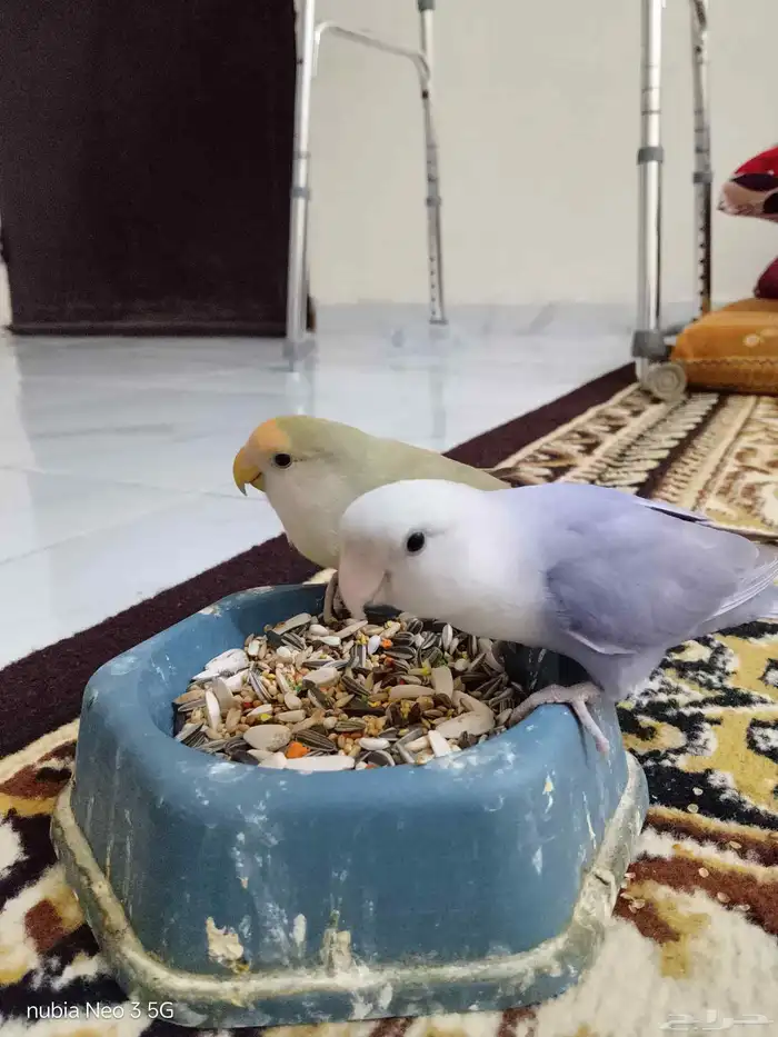 زوج روز اليف ومنتج 0