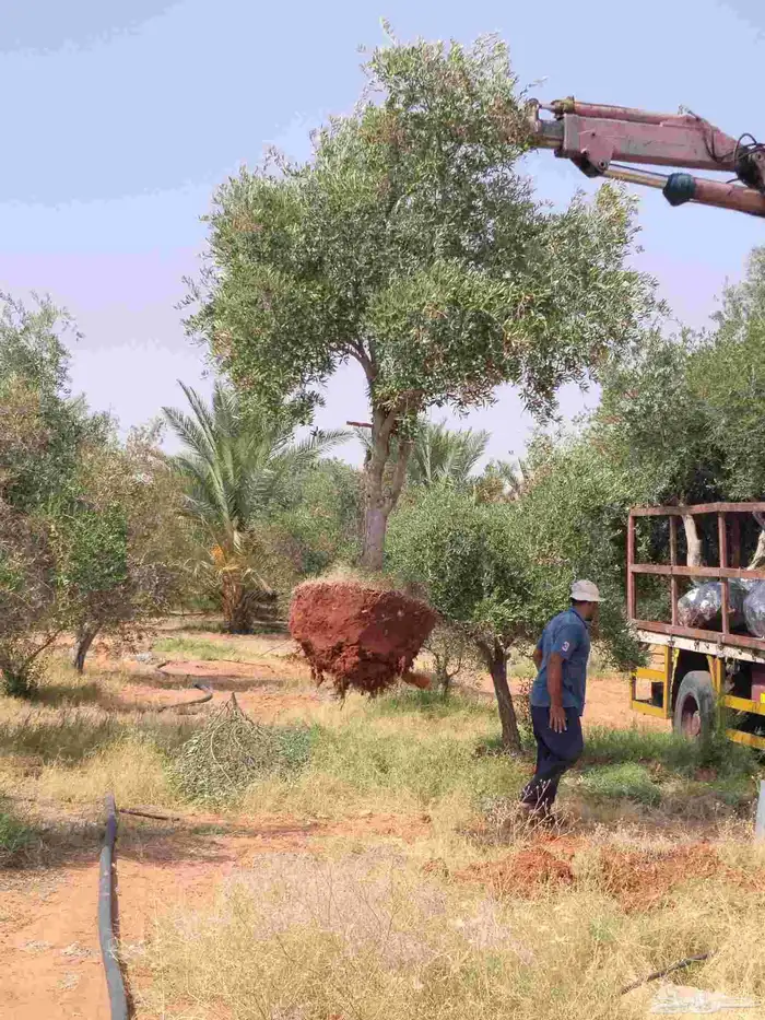 اشجر زيتون مثمر يوجد لدينا جميع الشجار الزيتون 0