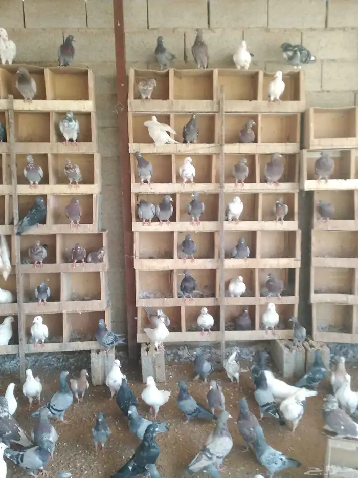 يوجد صوص دجاج بلدي عمر شهر حمام بلدي بط التواصل من خلال الوت 3