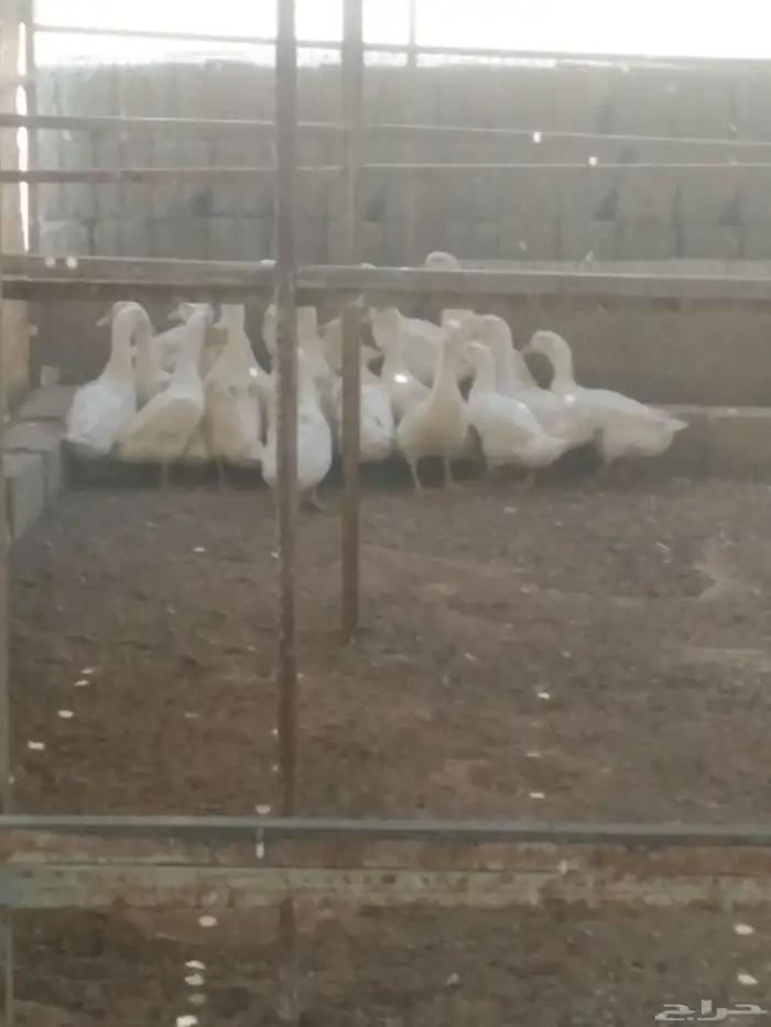 يوجد صوص دجاج بلدي عمر شهر حمام بلدي بط التواصل من خلال الوت 4