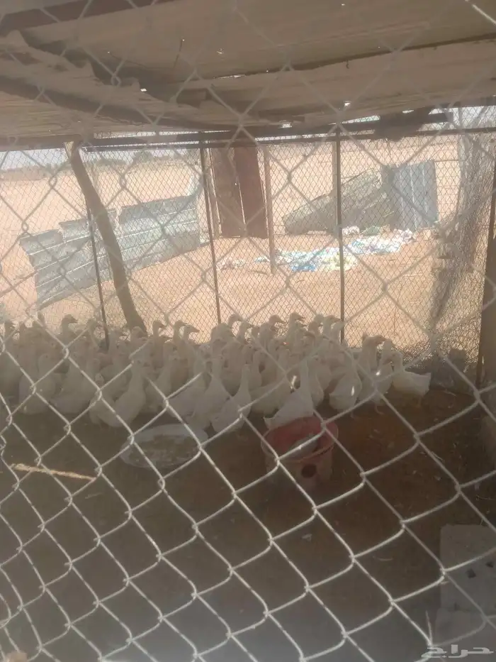 موجود بط بكيني طيب حي ومزبوح على الطلب وحمام فروخ فرنسي ودجا 2