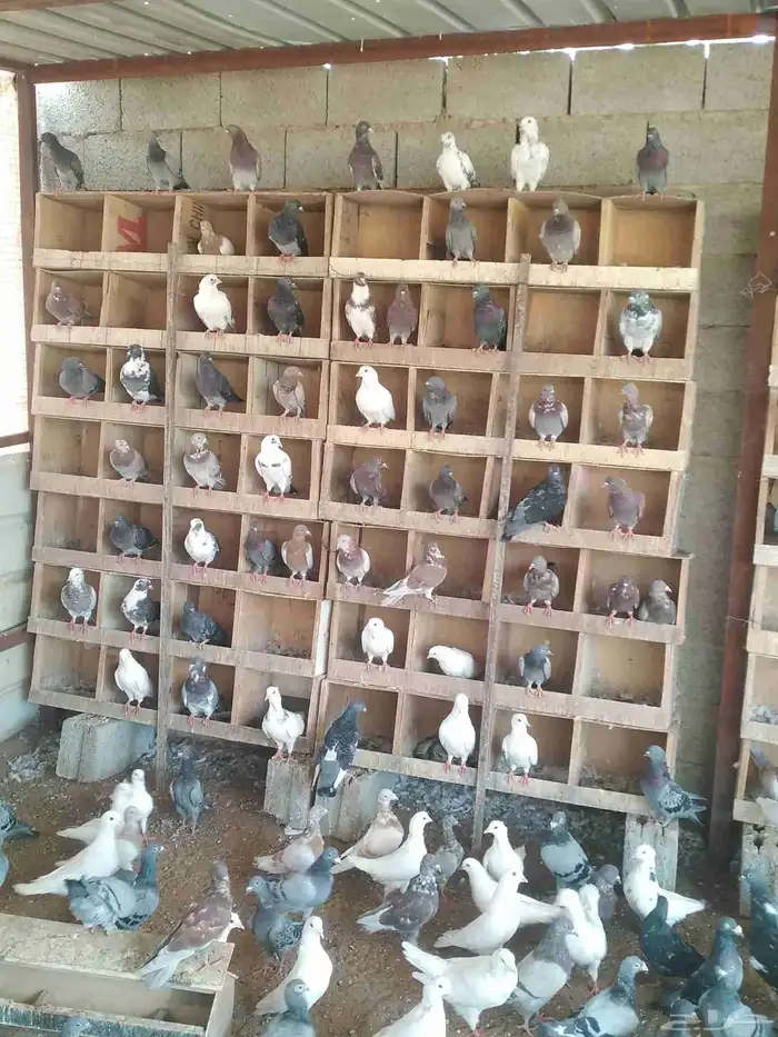 يوجد صوص دجاج بلدي عمر شهر حمام بلدي بط التواصل من خلال الوت 2