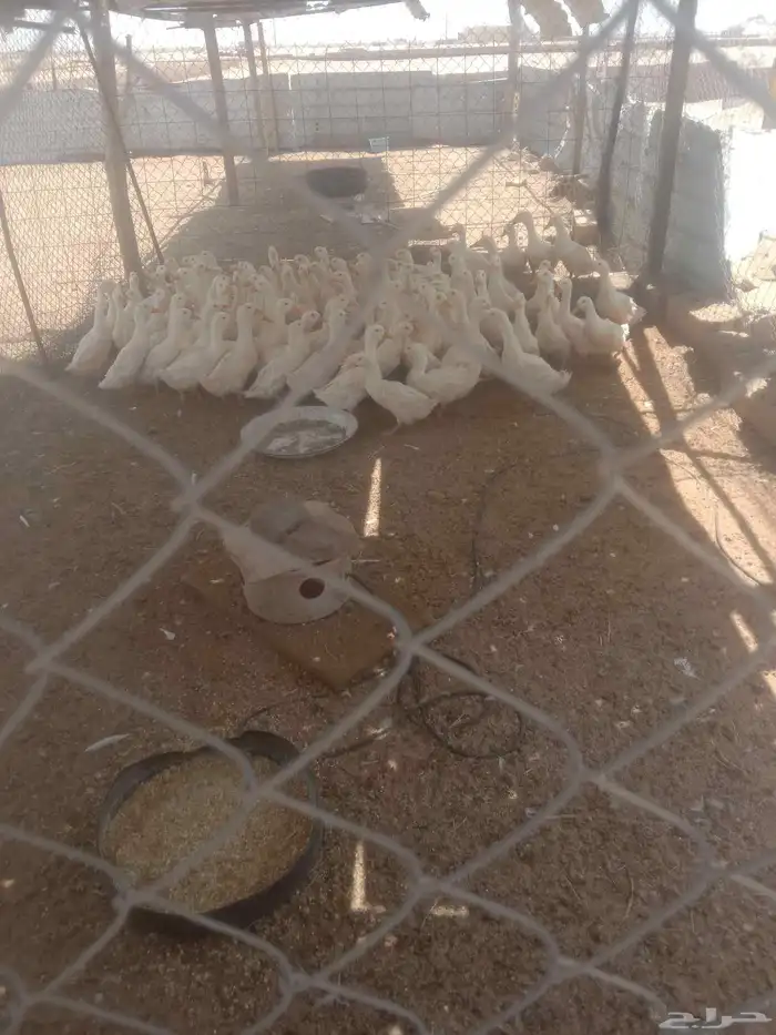 موجود بط بكيني طيب حي ومزبوح على الطلب وحمام فروخ فرنسي ودجا 3
