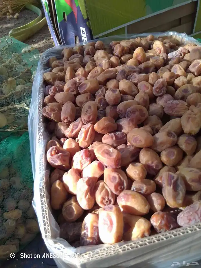 ماشاء الله تمر طيب وحبه فخر وحبه شقرا القرنه 4