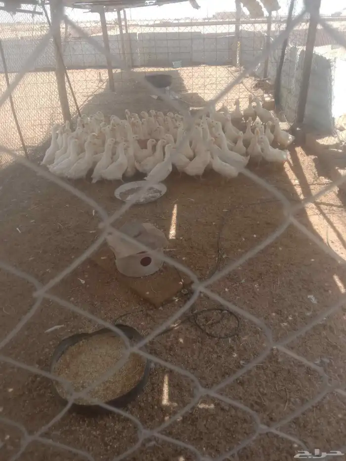 موجود بط بكيني طيب حي ومزبوح على الطلب وحمام فروخ فرنسي ودجا 4