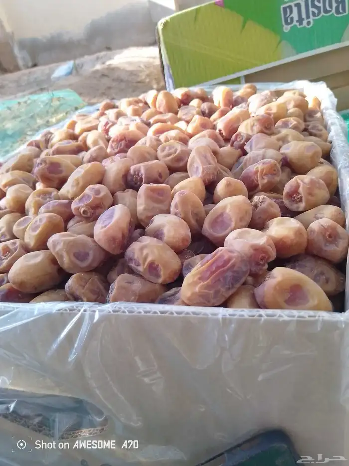 ماشاء الله تمر طيب وحبه فخر وحبه شقرا القرنه 2