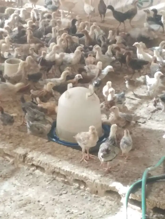 يوجد صوص دجاج بلدي عمر شهر حمام بلدي بط التواصل من خلال الوت 1