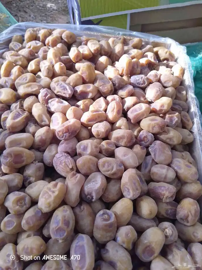 ماشاء الله تمر طيب وحبه فخر وحبه شقرا القرنه 3