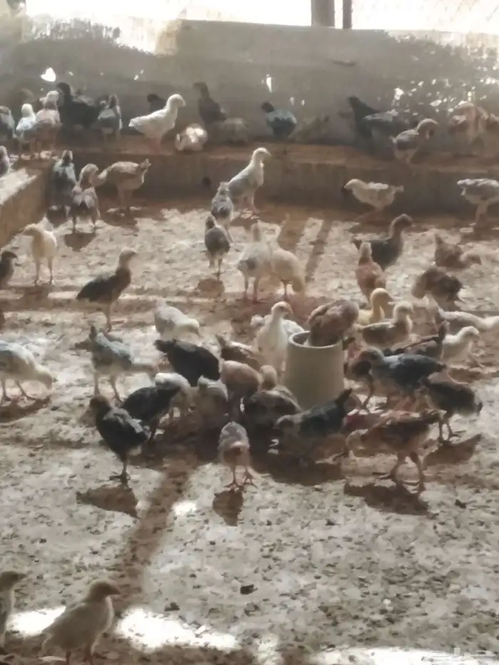 يوجد صوص دجاج بلدي عمر شهر حمام بلدي بط التواصل من خلال الوت 0