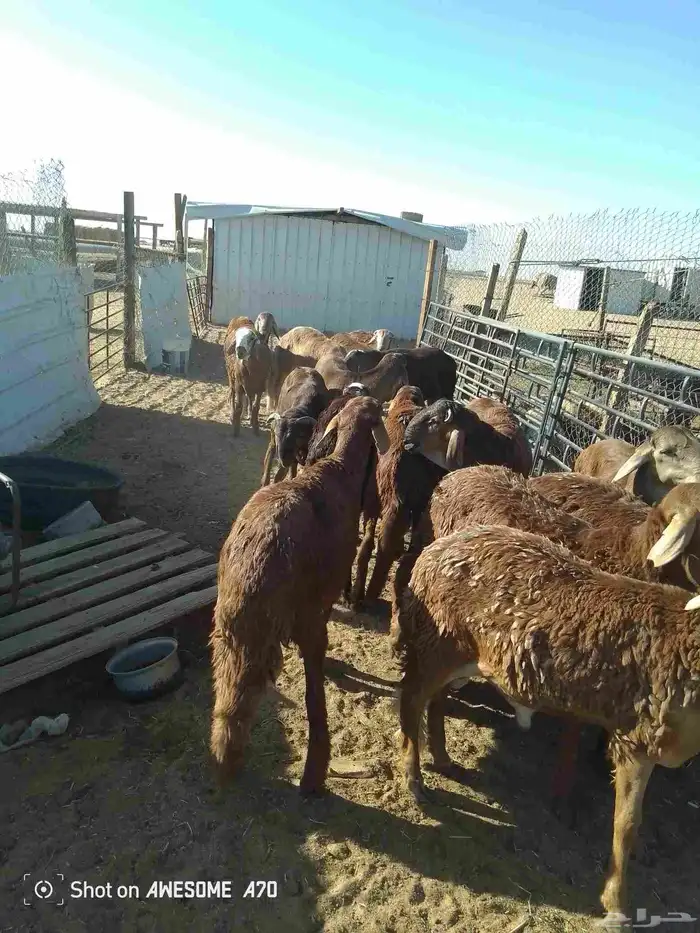 سواكن للبيع الاعمار من سبع شهور الى سته شهور 4