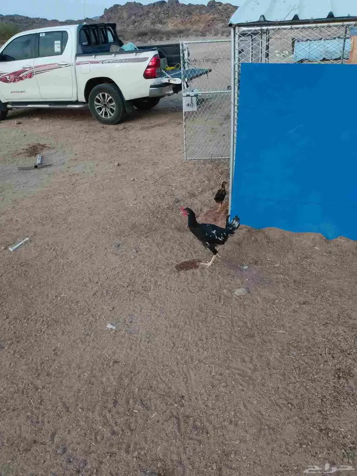 ديك عربي اصيل للبيع 2
