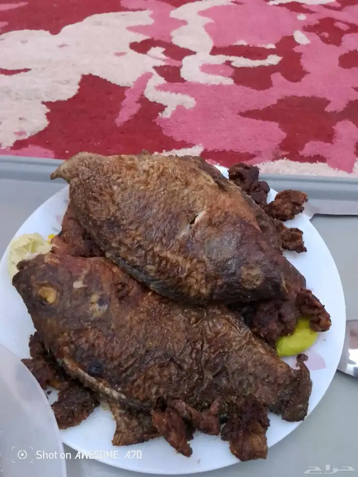 سمك بلطي 6