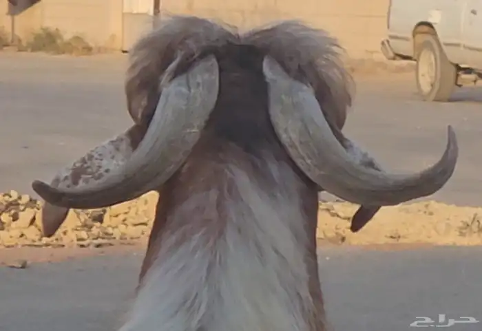 الفحل القادم عارضي نادر أصفر أصمع سلالة حليب وافر.. 5