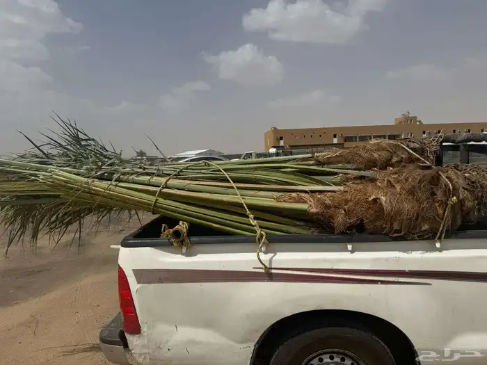 نخل للبيع متواجد في نجران وضواحيها 1