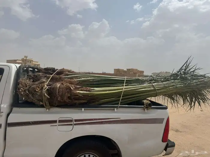 نخل للبيع متواجد في نجران وضواحيها 0
