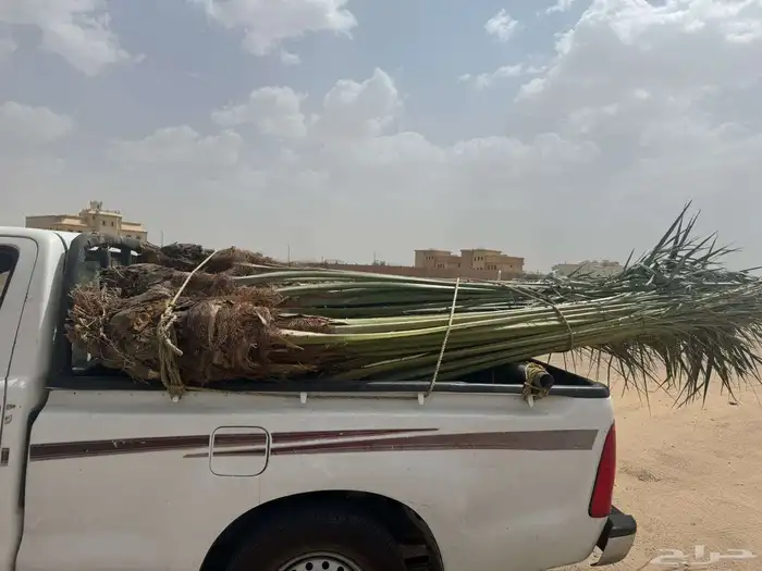 نخل للبيع متواجد في نجران وضواحيها 2