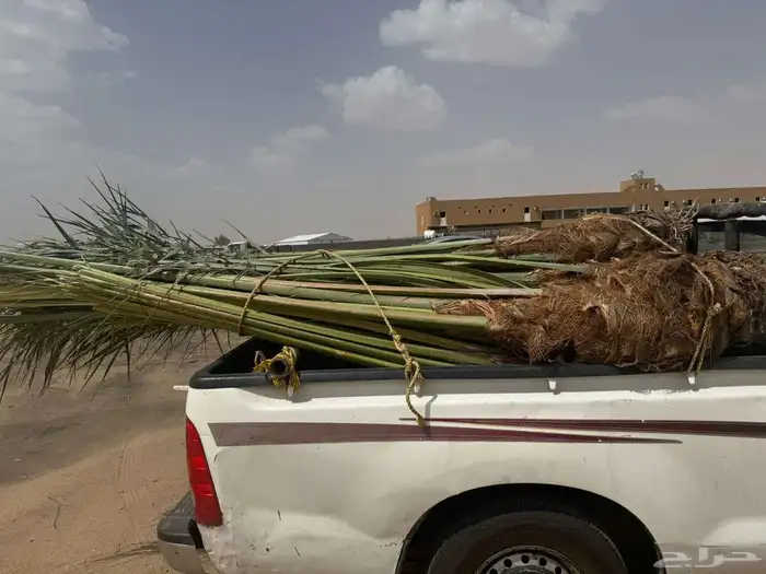 نخل للبيع متواجد في نجران وضواحيها 3
