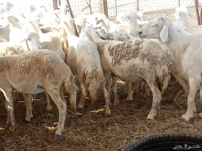 غنم حريه العدد 65تحتها14 0