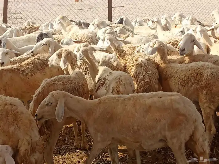 غنم حريه العدد 65تحتها14 1
